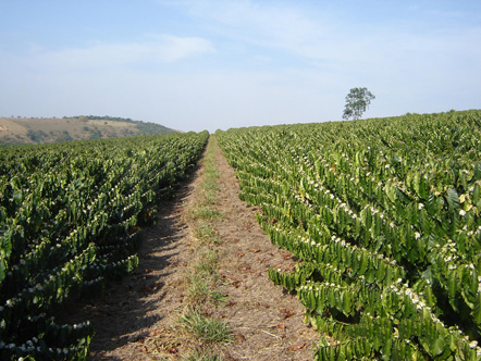 lavoura do café 