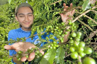 Café orgânico é opção de cultivo para agricultores de Jundiaí do Sul: Agricultora Mileni Roberta de Oliveira orgulha-se com produção de café orgânico