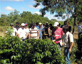 Lavoura de Café Orgânico