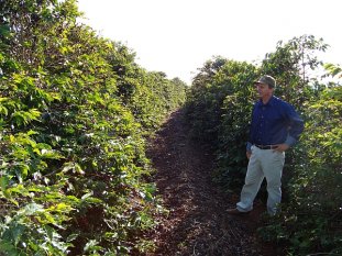 Octávio Rossi/Gazeta do Povo / Antônio Carlos Ricardo espera colher 200 sacas de 60 quilos em 4,8 hectares.