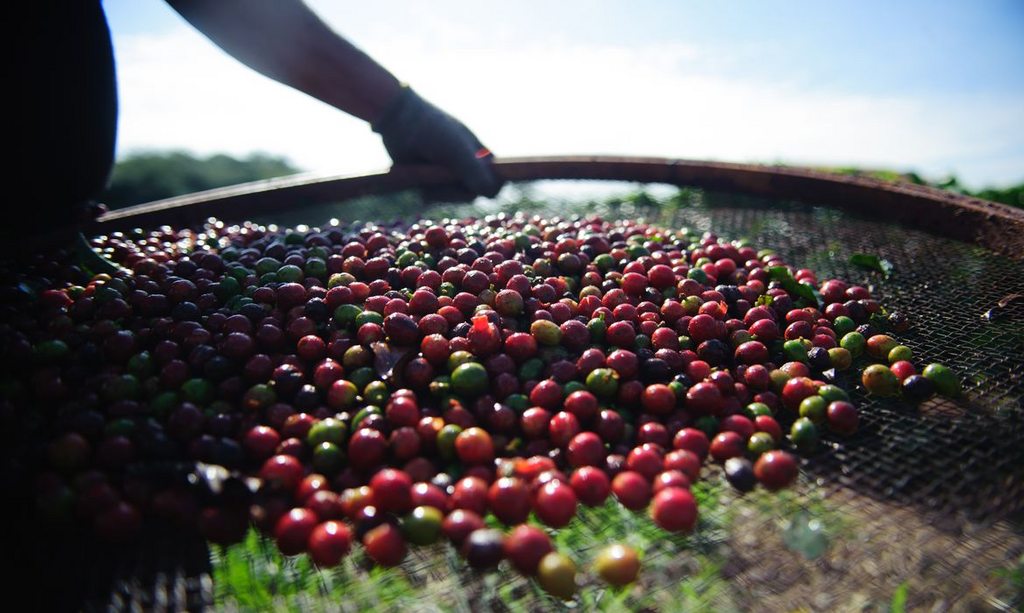 Café: Calor no Brasil e irregularidade da chuva dão novo suporte no arábica  e conilon - Revista Cafeicultura