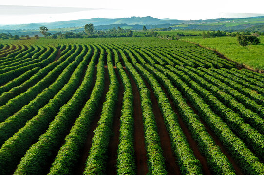 Robusta na Colômbia? País vizinho começa avaliar possibilidade e estima 80  mil hectares favoráveis para cultivo - Revista Cafeicultura