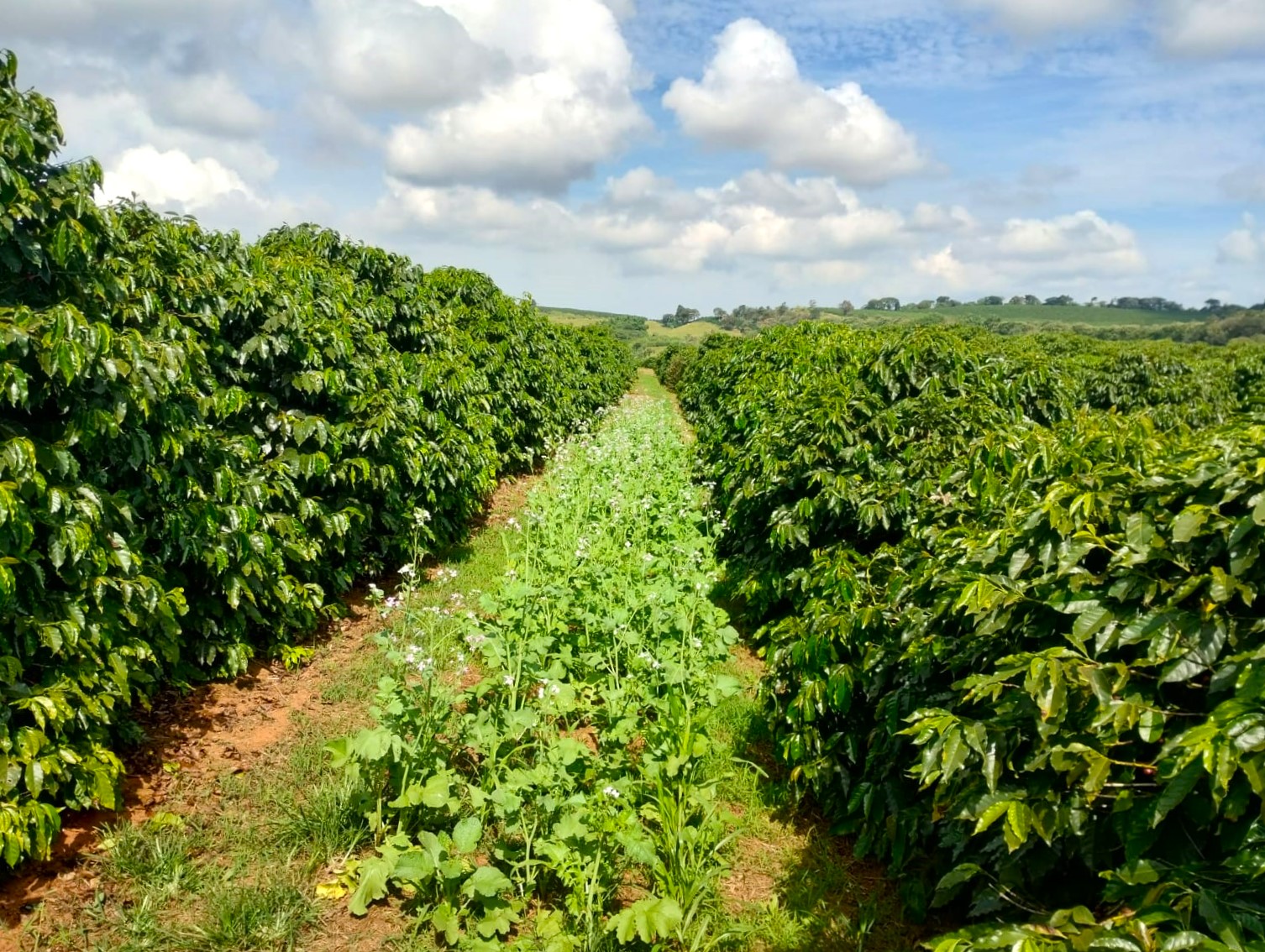 Mercado assustado com oferta: Conilon avança 11% e arábica 6% no acumulado  semanal - Revista Cafeicultura