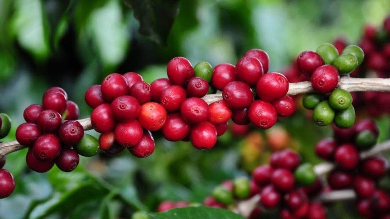 Café: Arábica e Conilon finalizam com realização de lucros; condições do  clima no BR pode ditar ritmo de mercado - Atomic Agro - O Aplicativo que te  dá Informações confiáveis de Produtor