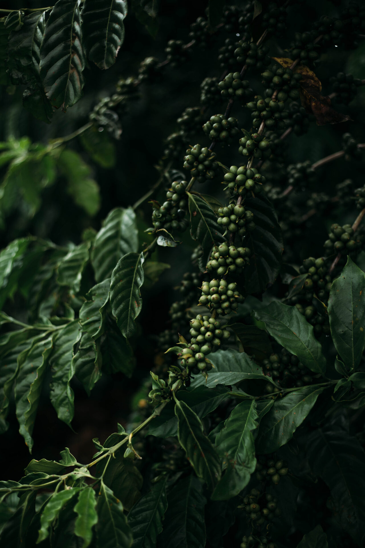 Cafeicultura regenerativa Edital que terá o aporte de R 6 25 milhões