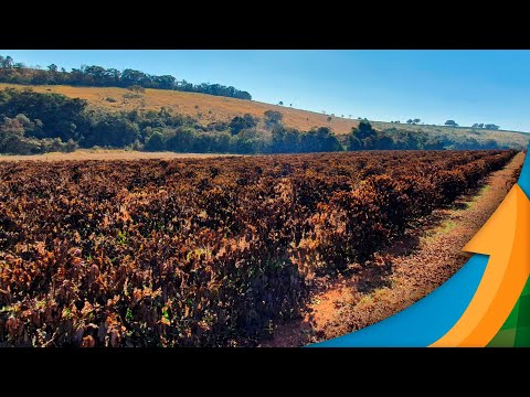 Café: Geadas atingiram 17% da área e agora preocupações se voltam para tipo de poda e manejos ...