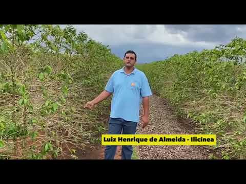 Impactos causados pela seca nas lavouras de café da região⚠