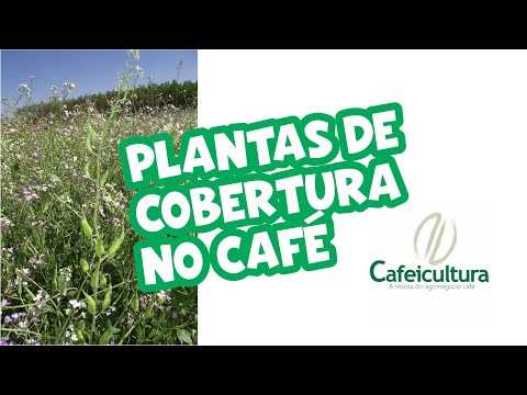 Café arábica corresponde a 67% e café conilon a 33% da produção dos Cafés  do Brasil em 2022 - Revista Cultivar