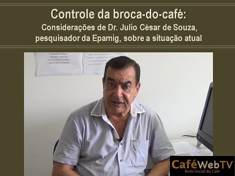 Controle da broca-do-café: Considerações de Dr. Julio César de Souza sobre a situação atual