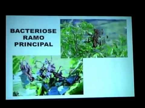 Palestra Edson Ampélio Pozza - O desafio do Controle da Bacteriose no Cafeeiro