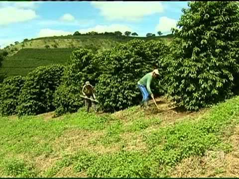 G1 Sul de Minas: Aproximação da colheita do café movimenta região sul de MG