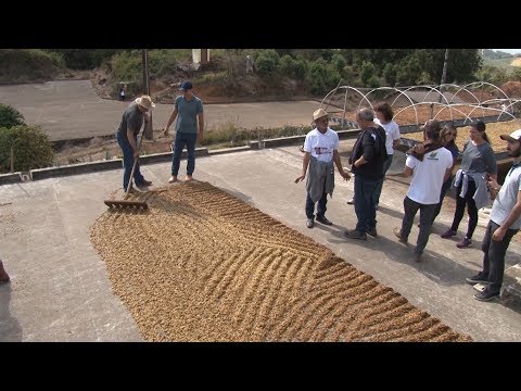 Café especial: produtores aprendem técnicas