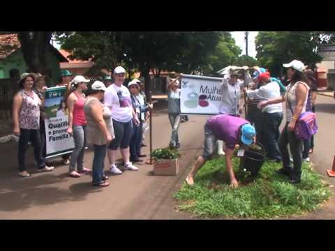 Mulheres plantam mudas de café em canteiro de avenida no Pirapó