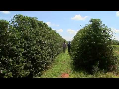 Copa do Mundo é a aposta entre cafeicultores