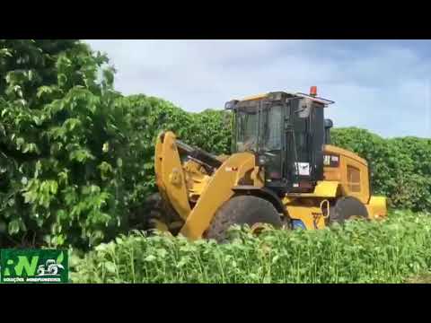 Equipamento Tritura e Renova lavouras de Citros e Café serviço eficiente sem o uso do fogo