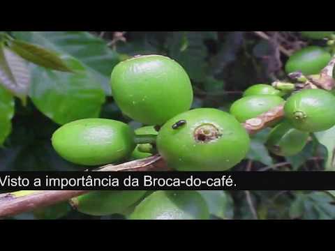 Fenicafé 2018 Consequências econômicas da infestação da broca do cafeeiro