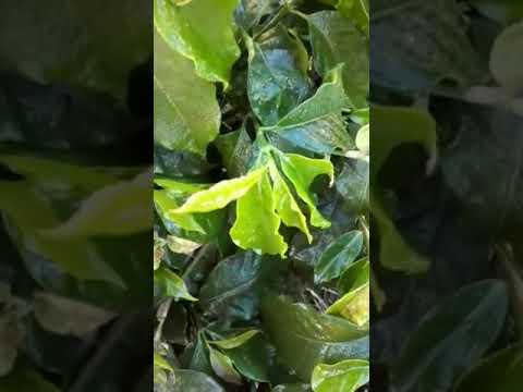 Geada atinge algumas lavouras de café em Patrocínio no Cerrado Mineiro 27 maio 20
