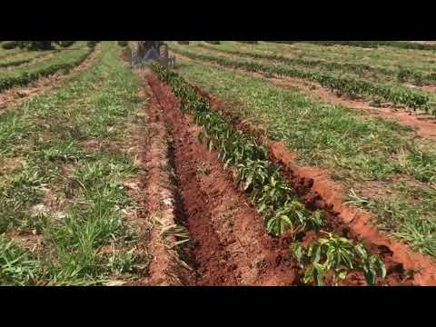 Equipamento, em Serra do Salitre, agiliza chegar terra em café novo