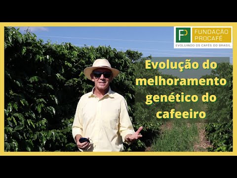 Como foram desenvolvidas as principais cultivares de cafeeiro