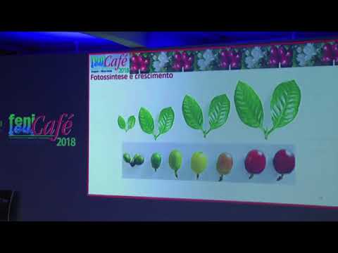 Fenicafé 2018 Fisiologia para altas produtividades do cafeeiro Palestrante Prof José Donizette UFLA