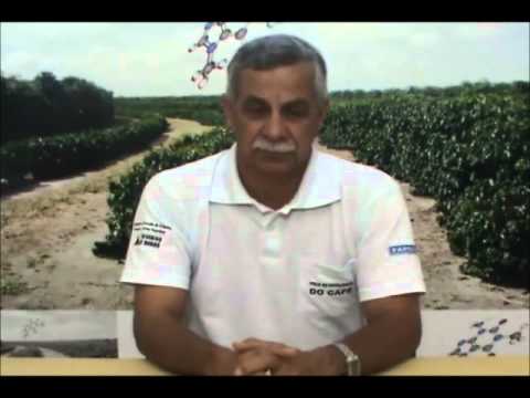 #CaféWebTV: ALERTA - Surto de ferrugem nas lavouras 06-08-2012