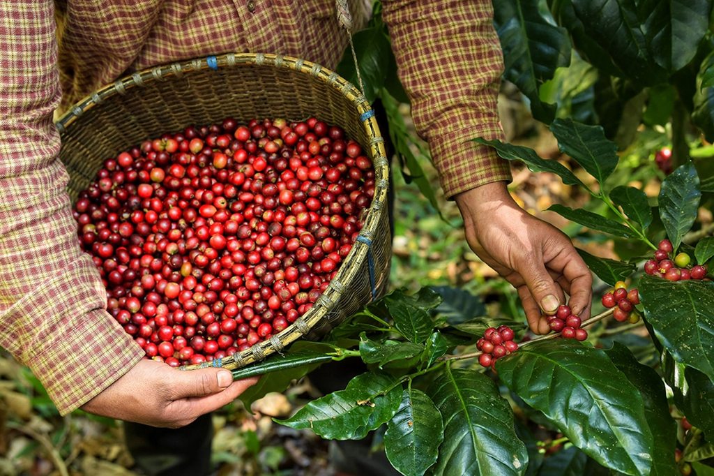 Café/Cepea: Produtores voltam atenções à colheita