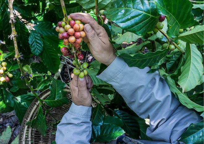 Mercado assustado com oferta: Conilon avança 11% e arábica 6% no acumulado  semanal - Revista Cafeicultura