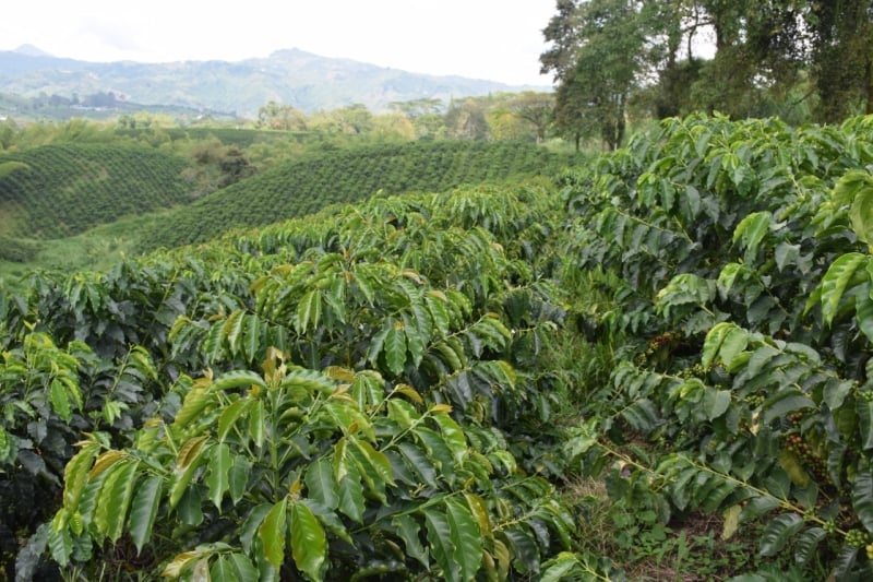 Café e novas regras da UE: Colômbia anuncia novo sistema para verificação de áreas não desmatadas