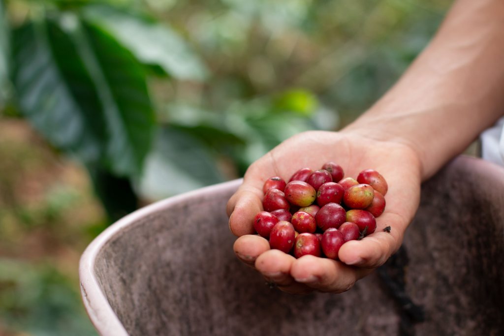 Vendas da nova safra brasileira de café têm sido lentas, diz Safras