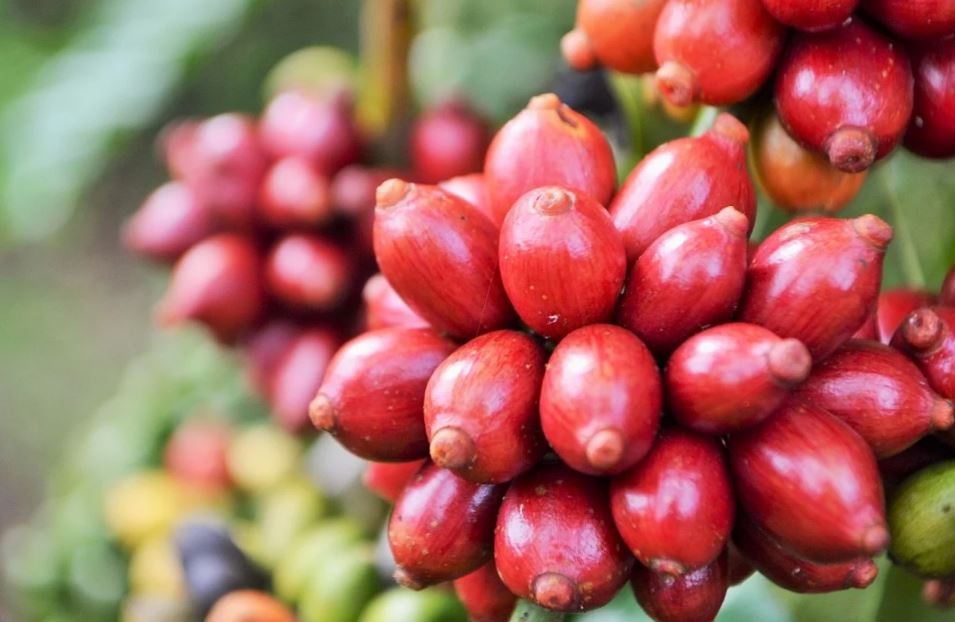 Café/Cepea: Robusta atinge maior valor real desde novembro de 2016