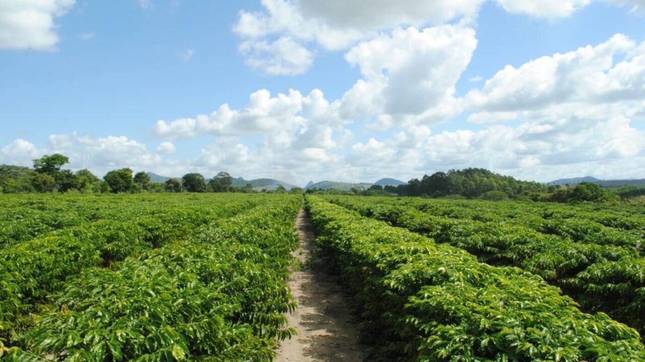 Café: Calor no Brasil e irregularidade da chuva dão novo suporte no arábica  e conilon - Revista Cafeicultura