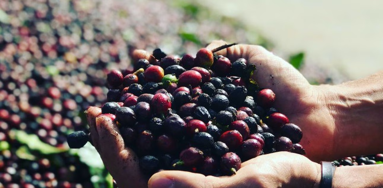 Café: Calor no Brasil e irregularidade da chuva dão novo suporte no arábica  e conilon - Revista Cafeicultura