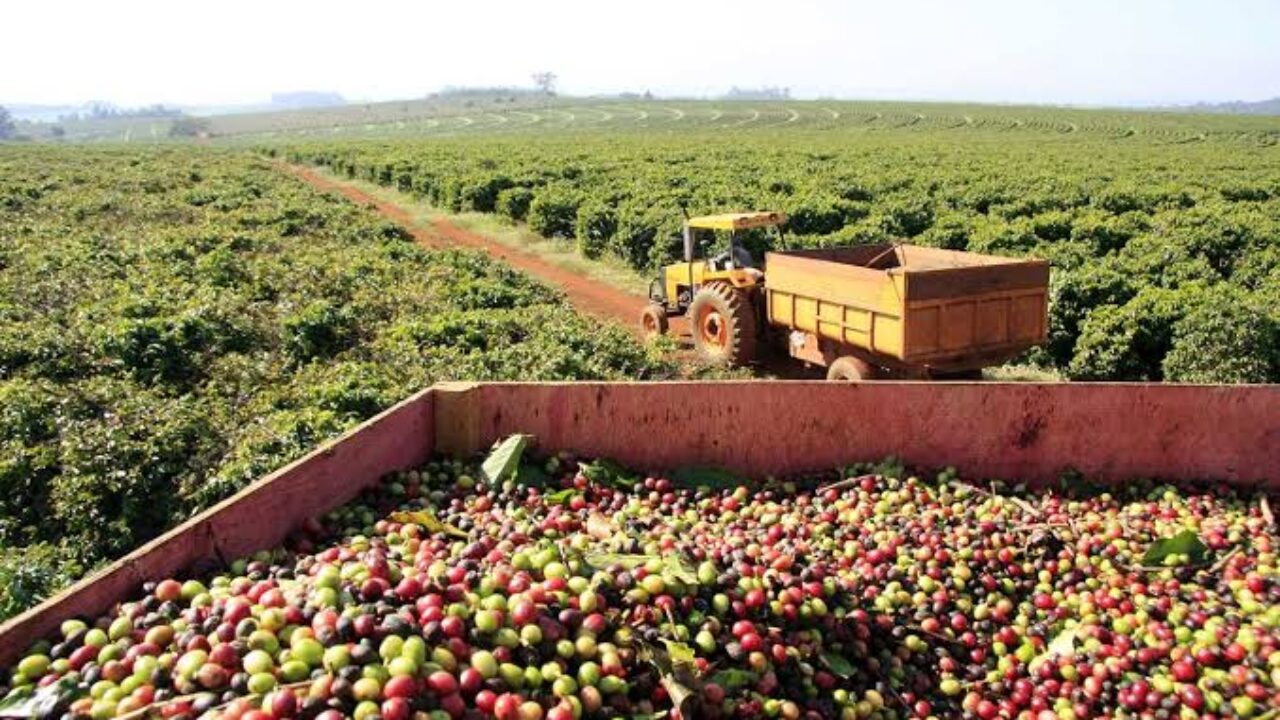 Mercado assustado com oferta: Conilon avança 11% e arábica 6% no acumulado  semanal - Revista Cafeicultura