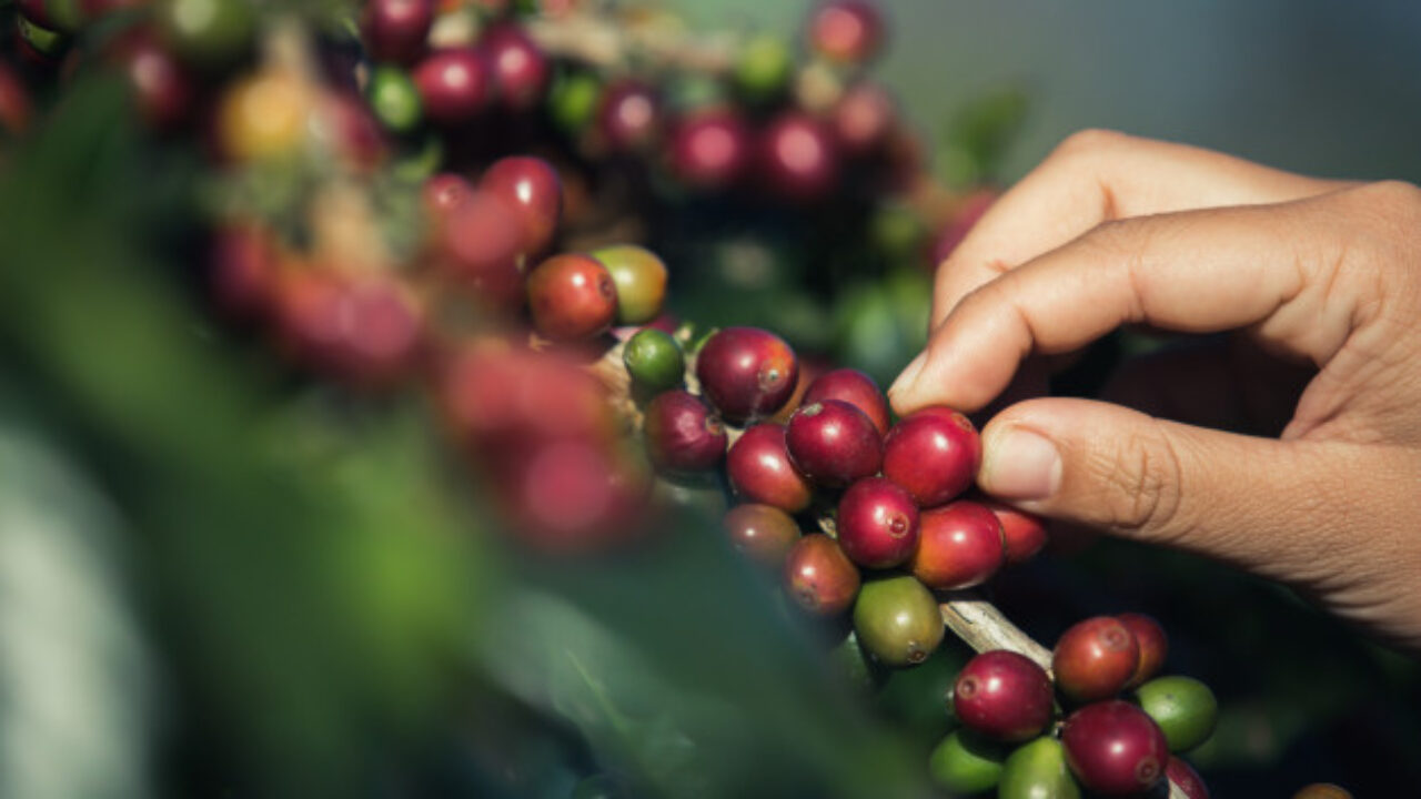 Café: Com foco nas chuvas do Brasil, arábica e conilon sobem nesta