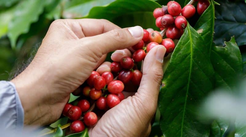 Exportação de café aumenta 8% ante novembro de 2022, para 4,026