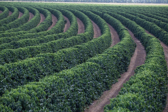 Produção mundial de café estimada para safra 2023-2024 totaliza 171,4 milhões de sacas de 60kg