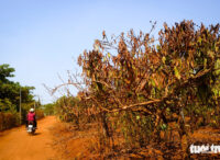 Uma plantação de café murcha devido à seca prolongada e à irrigação insuficiente na Comuna de Ia Krieng, Distrito de Duc Co, Província de Gia Lai, Vietnã. Foto: Tan Luc / Tuoi Tre