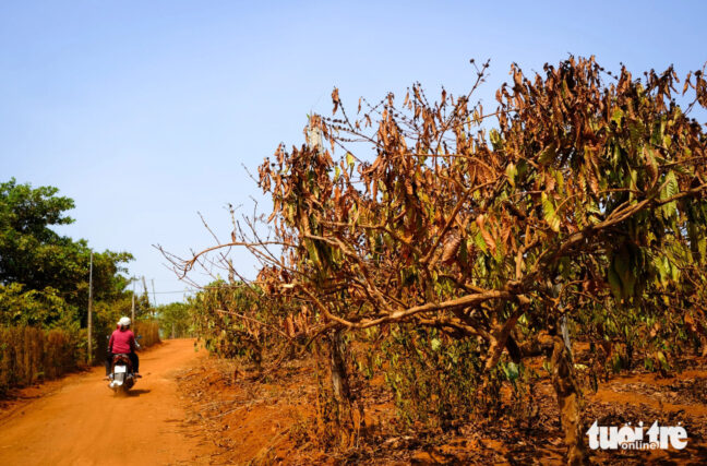 Uma plantação de café murcha devido à seca prolongada e à irrigação insuficiente na Comuna de Ia Krieng, Distrito de Duc Co, Província de Gia Lai, Vietnã. Foto: Tan Luc / Tuoi Tre