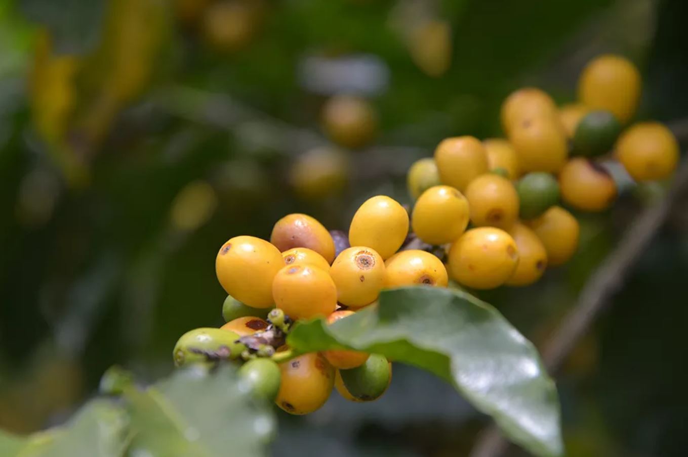 Conab prevê alta de 30,6% na produção de café em Goiás