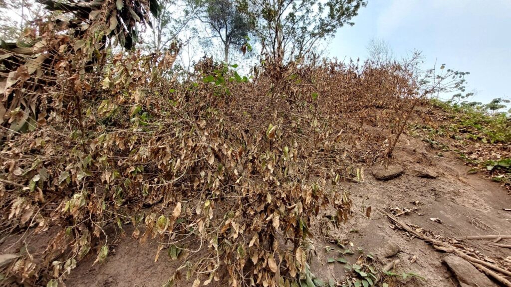 Seca na Nicarágua, foto Luis Dávila