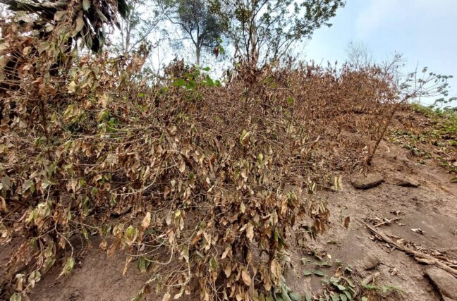 Seca na Nicarágua, foto Luis Dávila