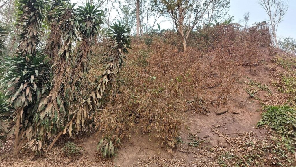 Seca na Nicarágua, foto Luis Dávila