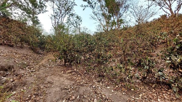 Seca na Nicarágua, foto Luis Dávila