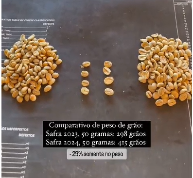 The 2024 crop is requiring about 29% more coffee cherries to fill a 60 kg bag, resulting in a significant drop in production. This impacts the availability of Brazilian coffee.