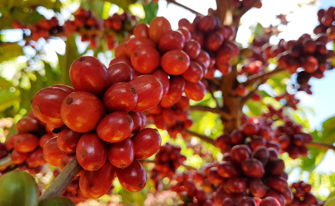 Sebrae Minas apoia projeto para reestruturar a governança da cafeicultura do Sudoeste